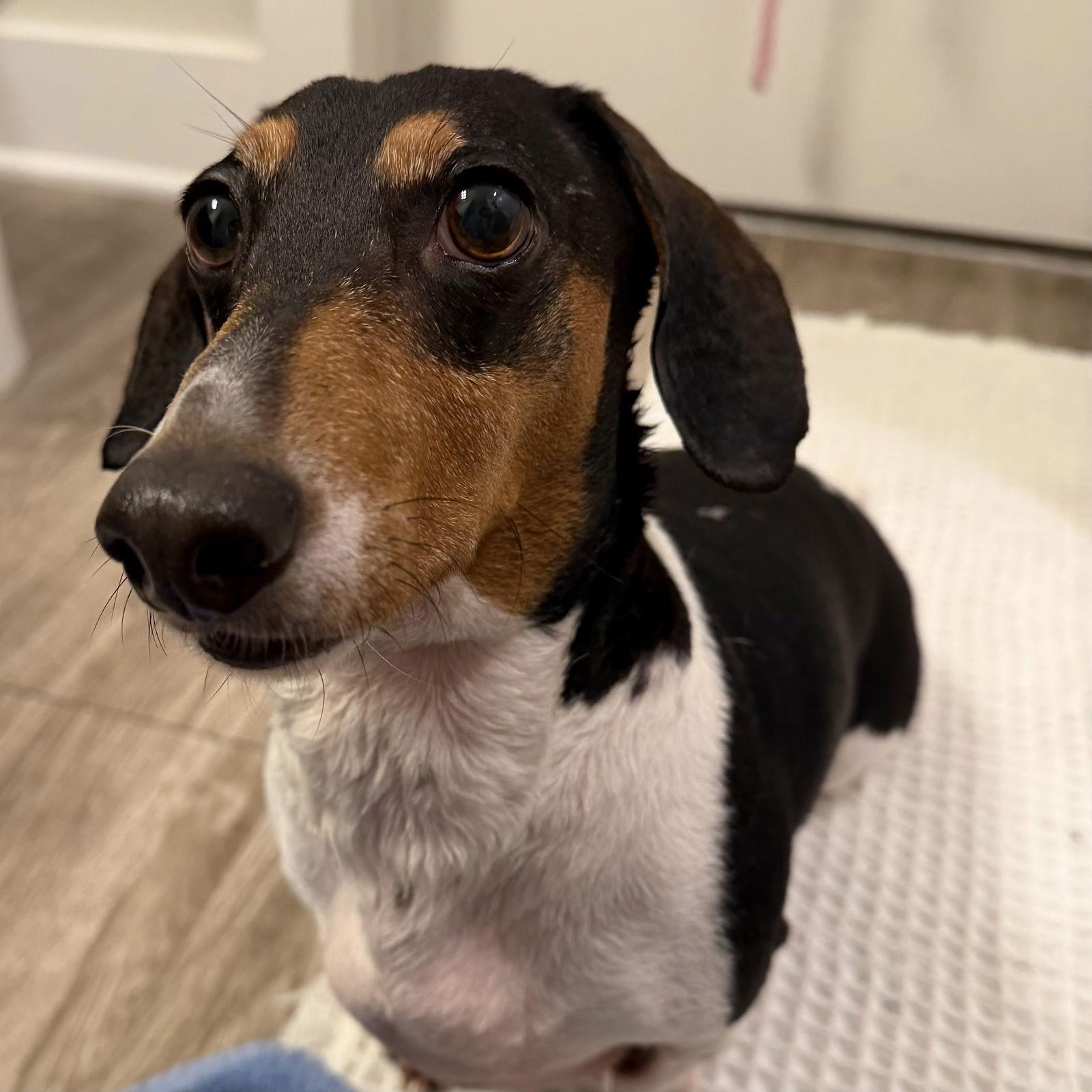 Enlarge Bean3, a Adoptable Dachshund in Key Largo, FL image 1/3