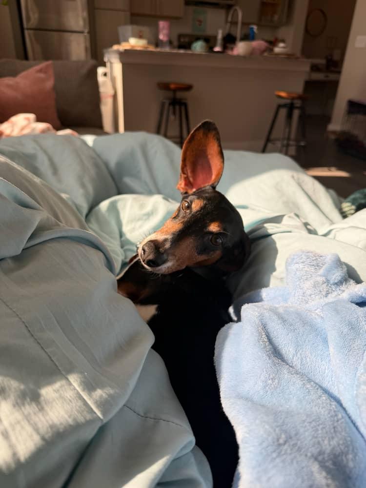 Enlarge Bean3, a Adoptable Dachshund in Key Largo, FL image 2/3