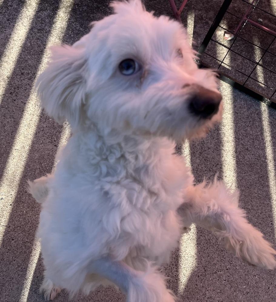 Giovanni — thumbnail 2