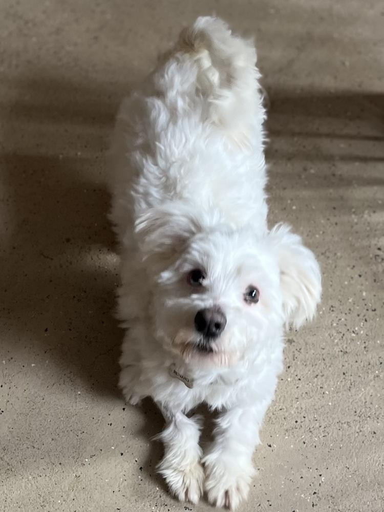 Giovanni — thumbnail 4