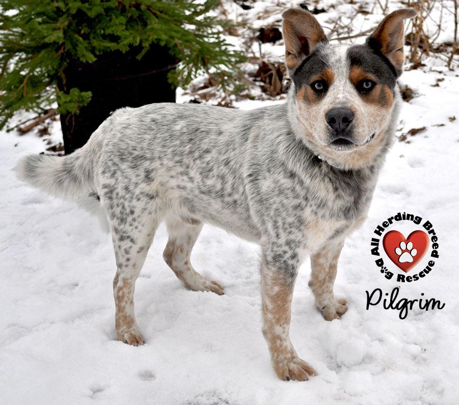 Enlarge Pilgrim, an adopted Cattle Dog in Joliet, IL image 3/4