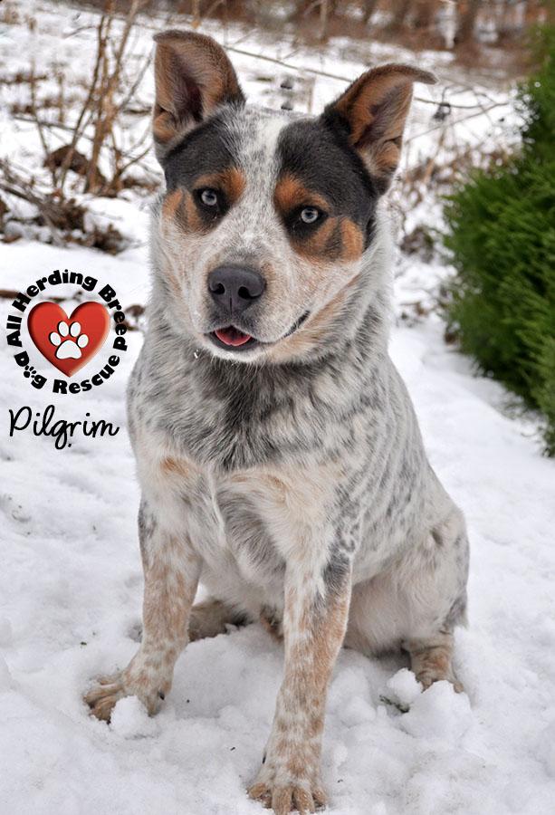 Enlarge Pilgrim, an adopted Cattle Dog in Joliet, IL image 2/4