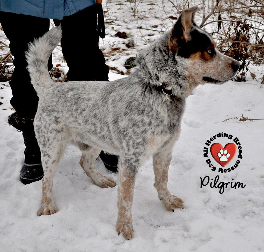 Enlarge Pilgrim, an adopted Cattle Dog in Joliet, IL image 4/4