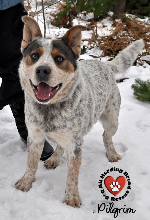 Enlarge Pilgrim, an adopted Cattle Dog in Joliet, IL image 1/4