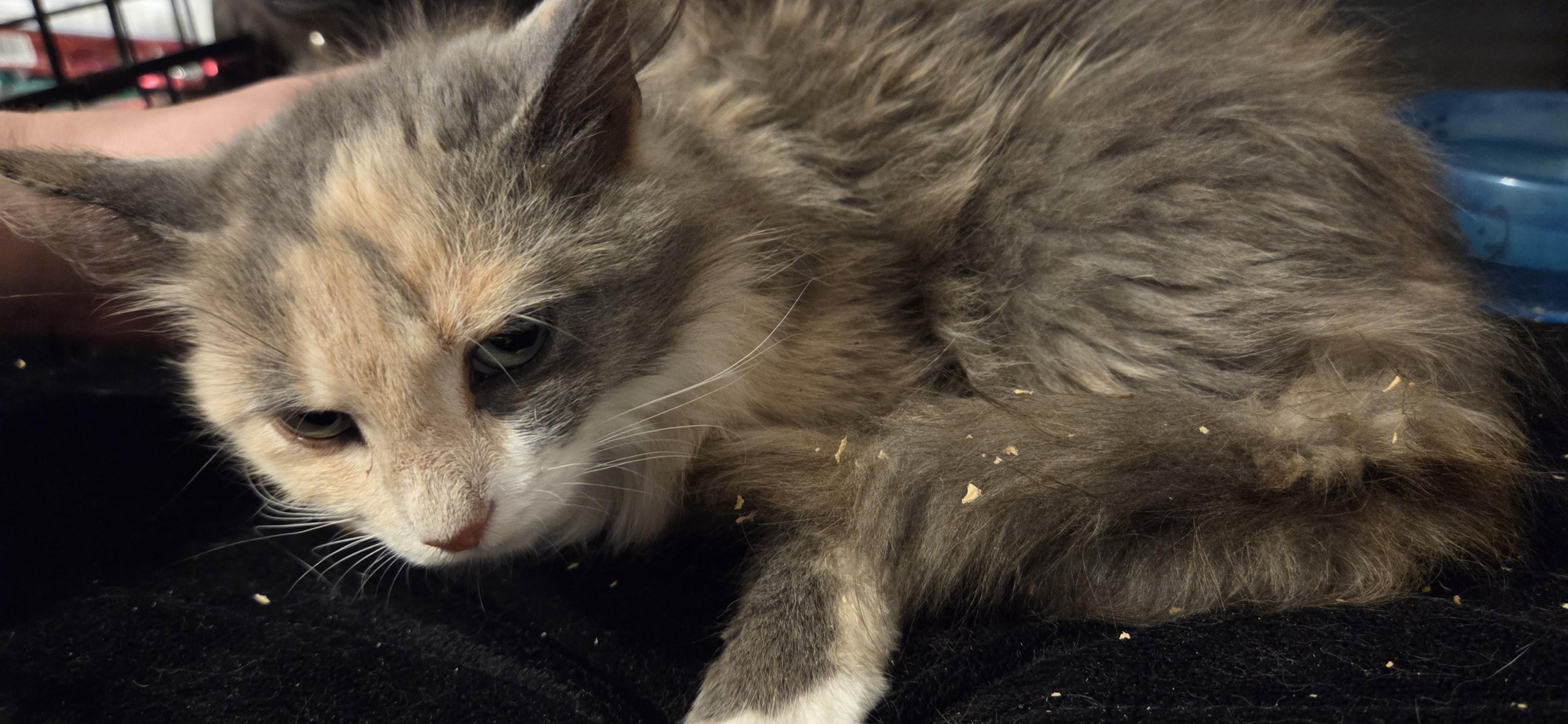 Enlarge Jujube, an adoptable mixed breed in Evansville, IN image 2/4