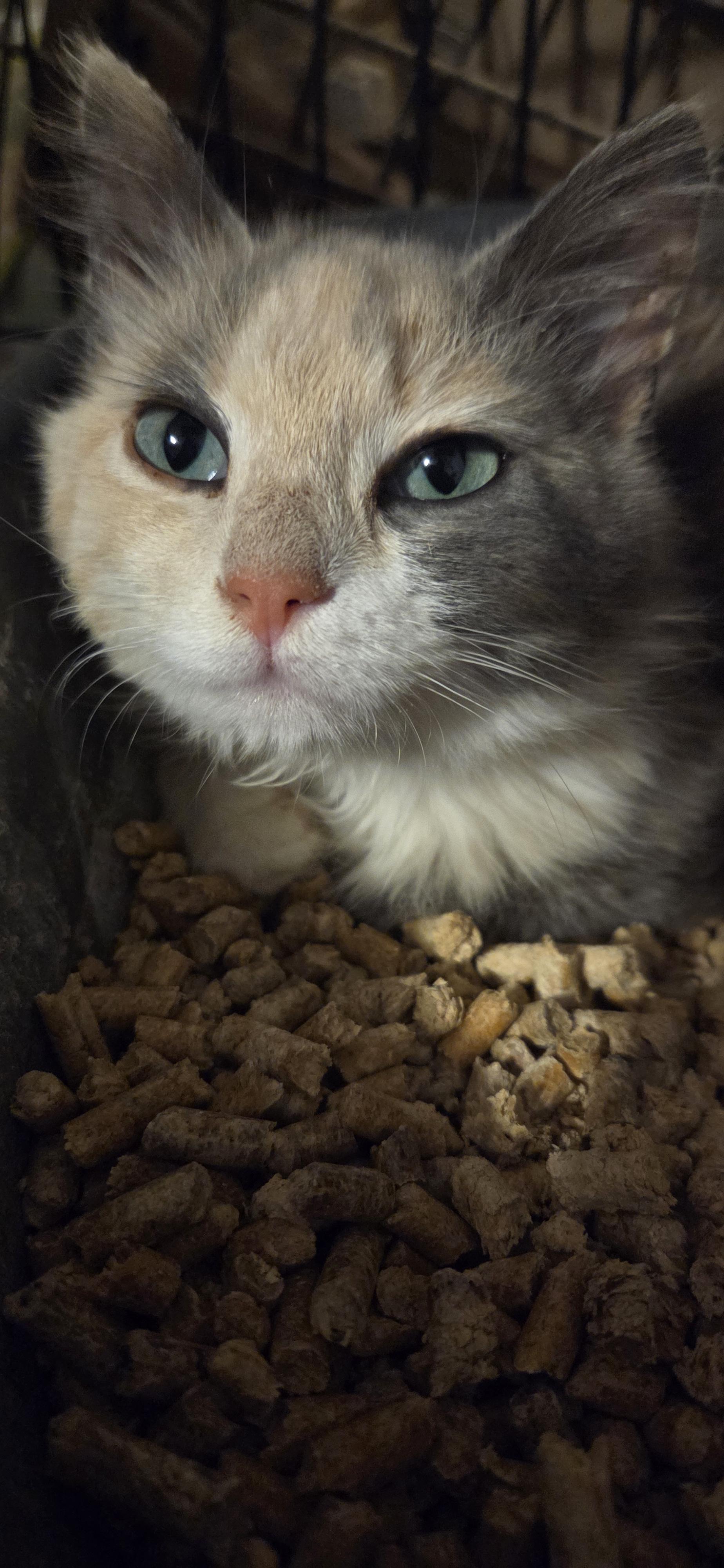 Enlarge Jujube, an adoptable mixed breed in Evansville, IN image 4/4