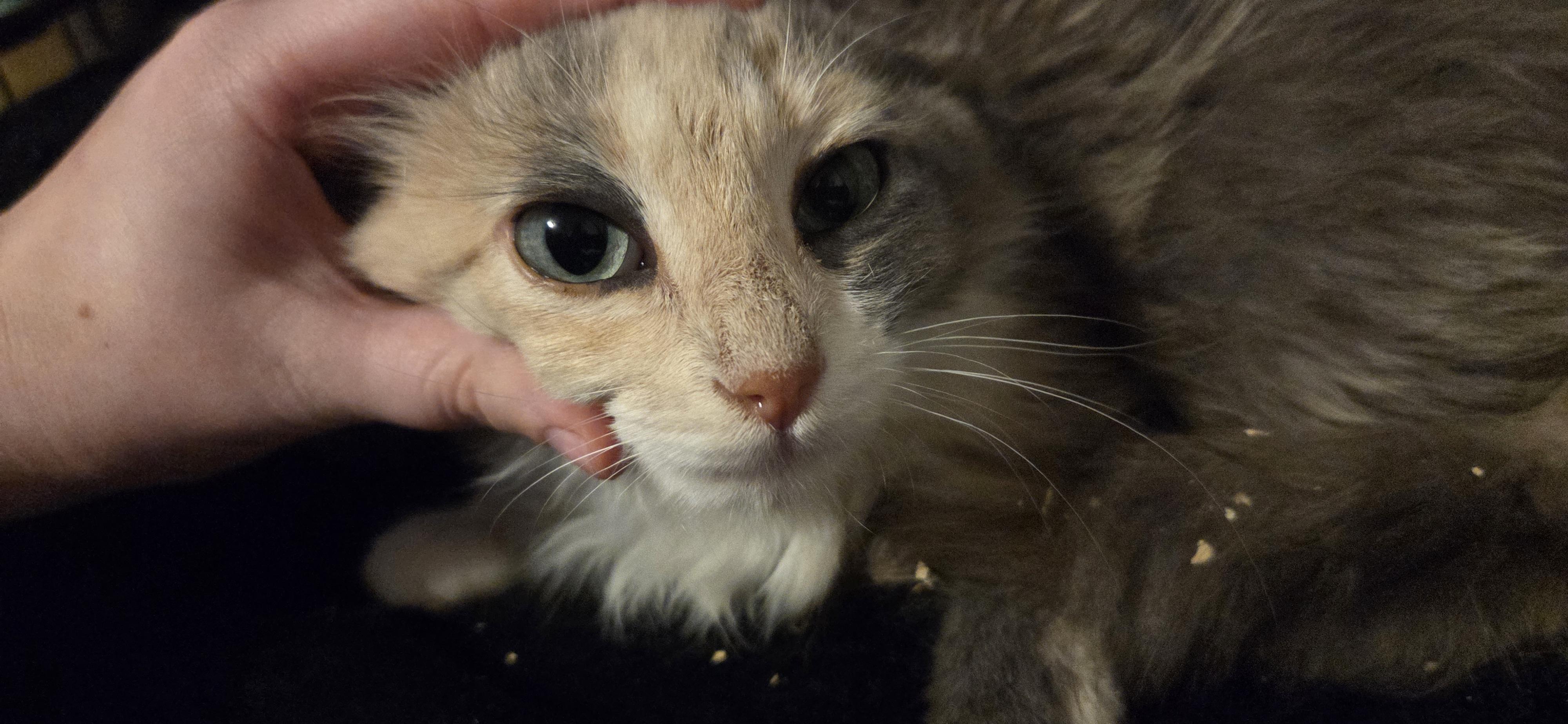 Jujube, adoptable, Young Female Domestic Medium Hair.