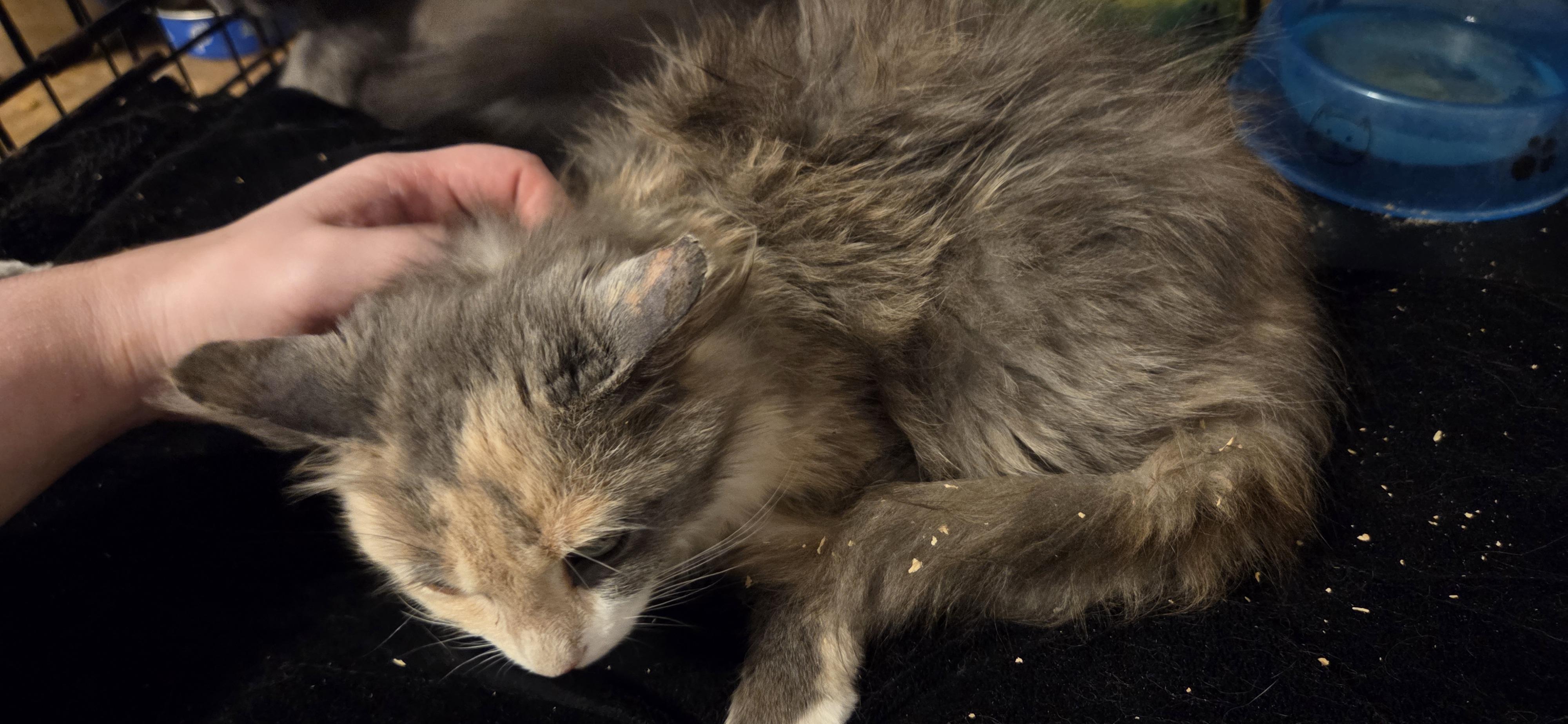 Enlarge Jujube, an adoptable mixed breed in Evansville, IN image 3/4