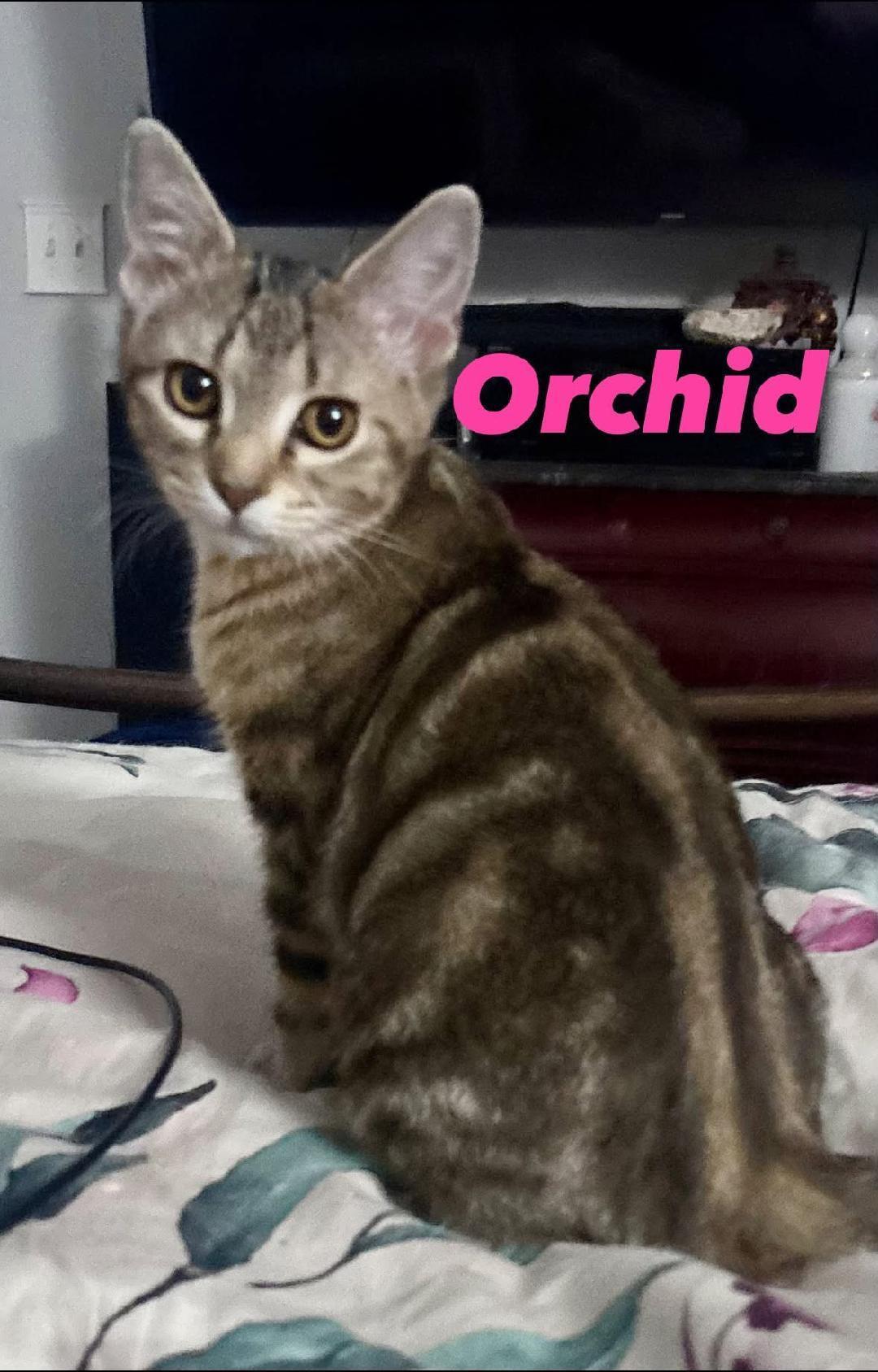 Enlarge Oliver and Orchid, an adopted Domestic Short Hair in Louisville, KY image 3/4