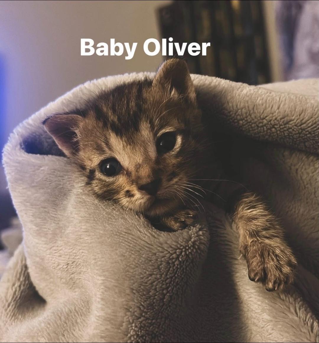 Enlarge Oliver and Orchid, an adopted Domestic Short Hair in Louisville, KY image 2/4