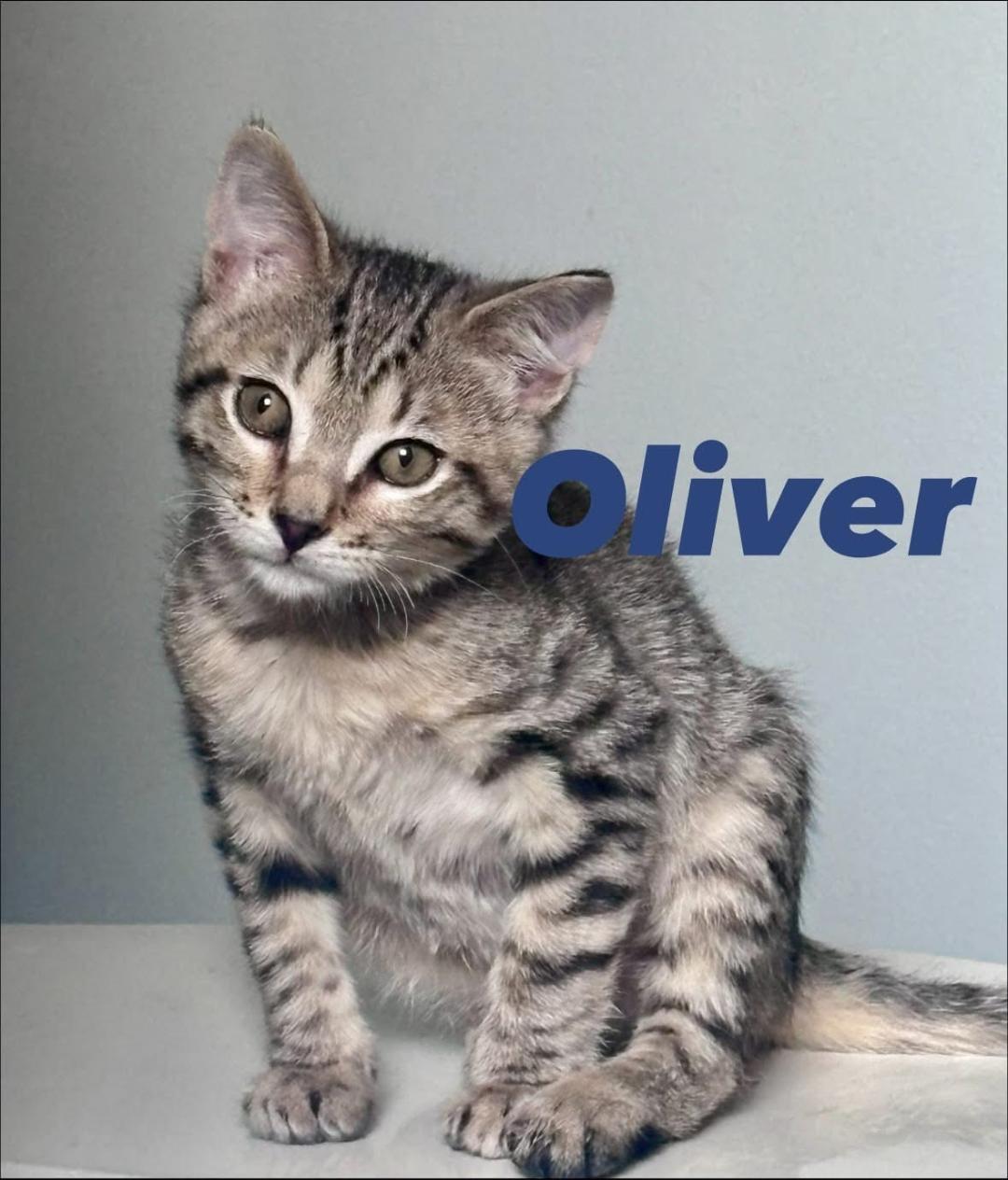 Enlarge Oliver and Orchid, an adopted Domestic Short Hair in Louisville, KY image 4/4