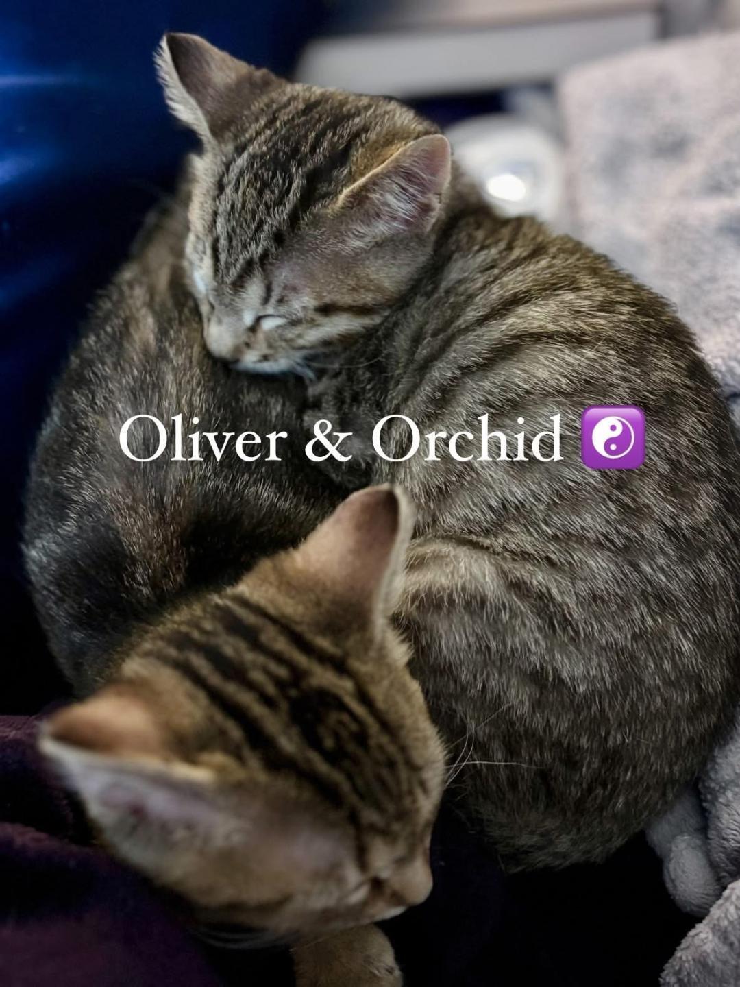 Oliver and Orchid, adopted, Kitten Male Domestic Short Hair.