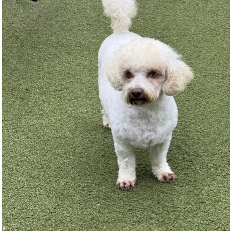 Enlarge essex, a Adoptable mixed breed in wytheville, VA image 1/6