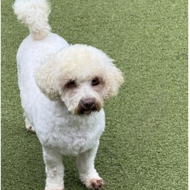 Enlarge essex, a Adoptable mixed breed in wytheville, VA image 2/6