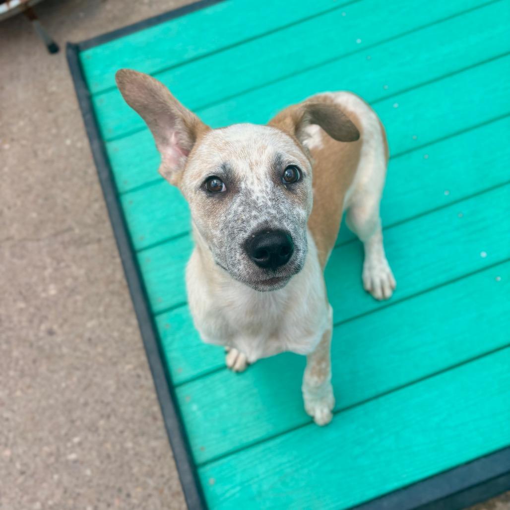 Malcolm, Adoptable, Puppy Male Mixed Breed.
