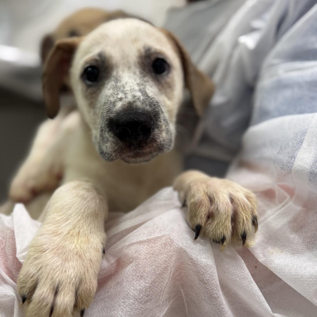 Enlarge Malcolm, a Adoptable Mixed Breed in Charleston, WV image 3/3