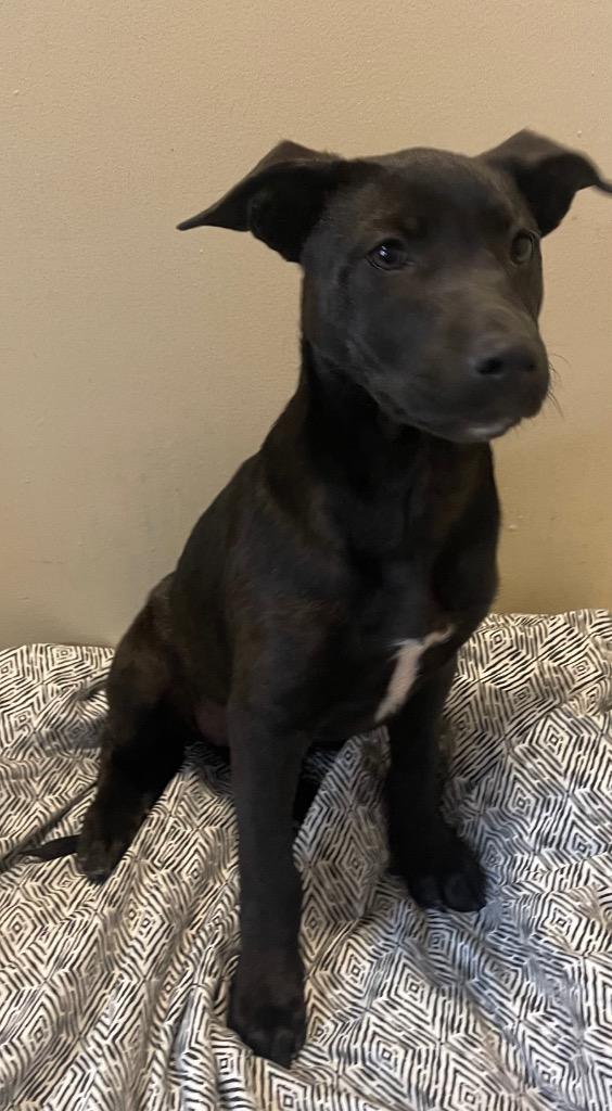 lamb, Adoptable, Puppy Female Mixed Breed.
