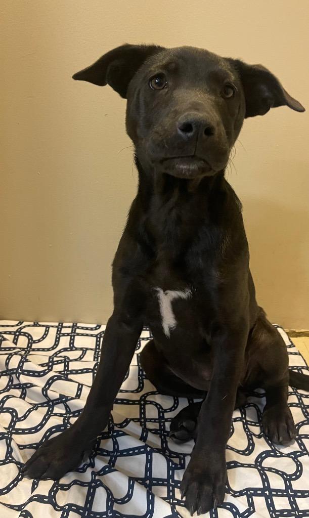 Enlarge lamb, a Adoptable mixed breed in Thousand Oaks, CA image 2/2