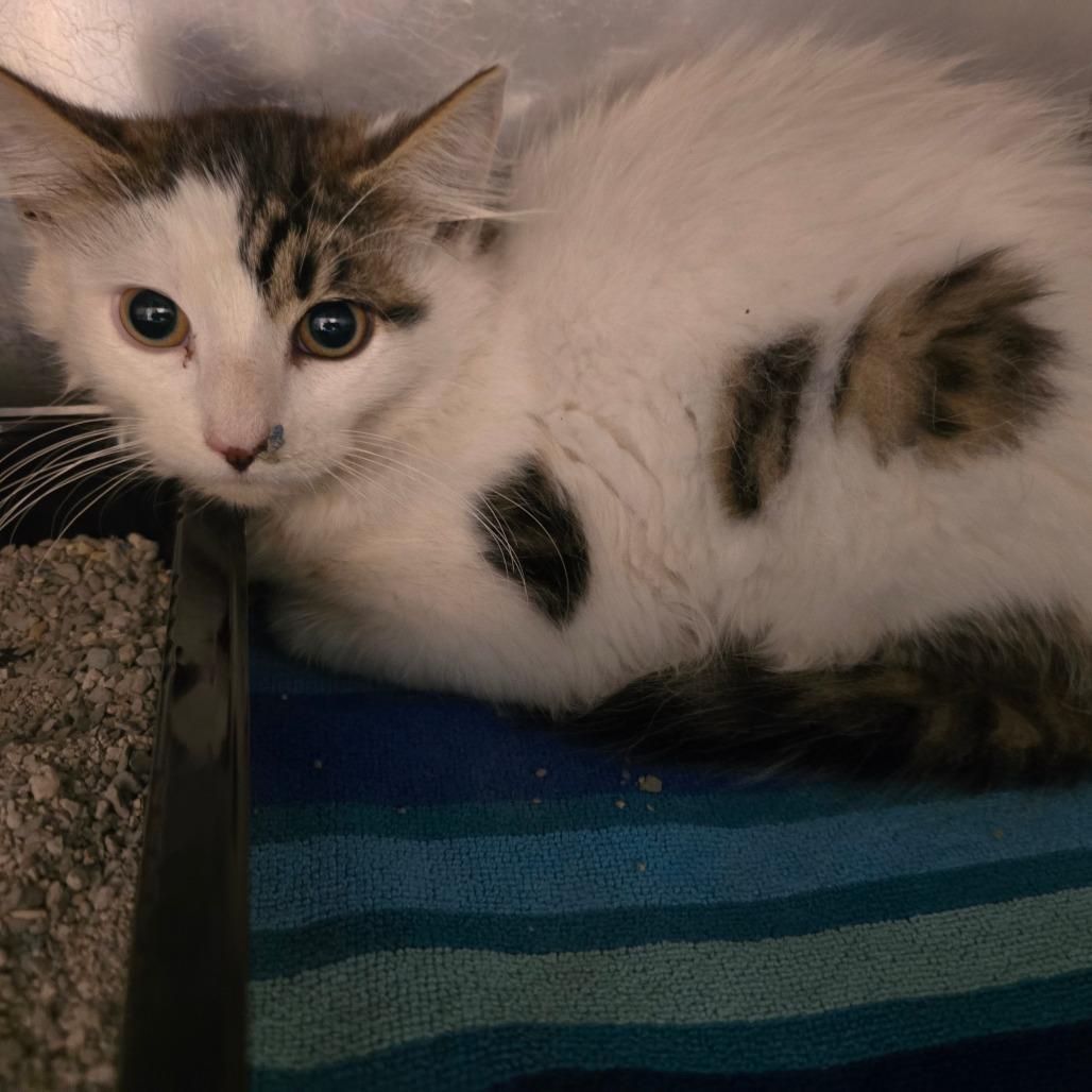James de fluff, a Adoptable Domestic Medium Hair in Waldorf, MD image 3/3