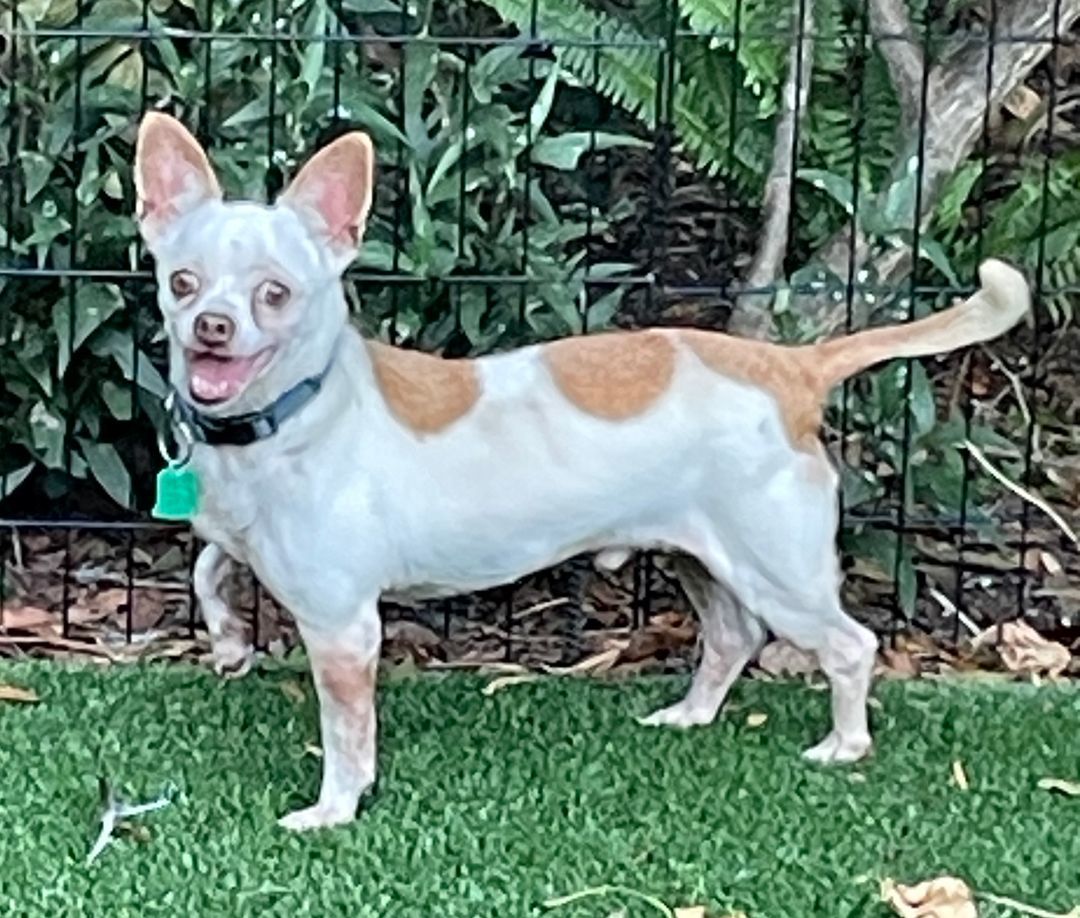 Gizmo and Cabo, a Adopted Chihuahua in Sarasota, FL image 1/5