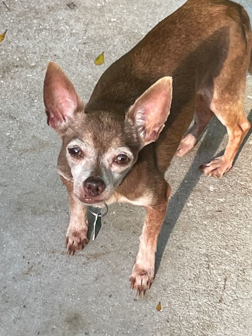 Gizmo and Cabo, a Adopted Chihuahua in Sarasota, FL image 2/5