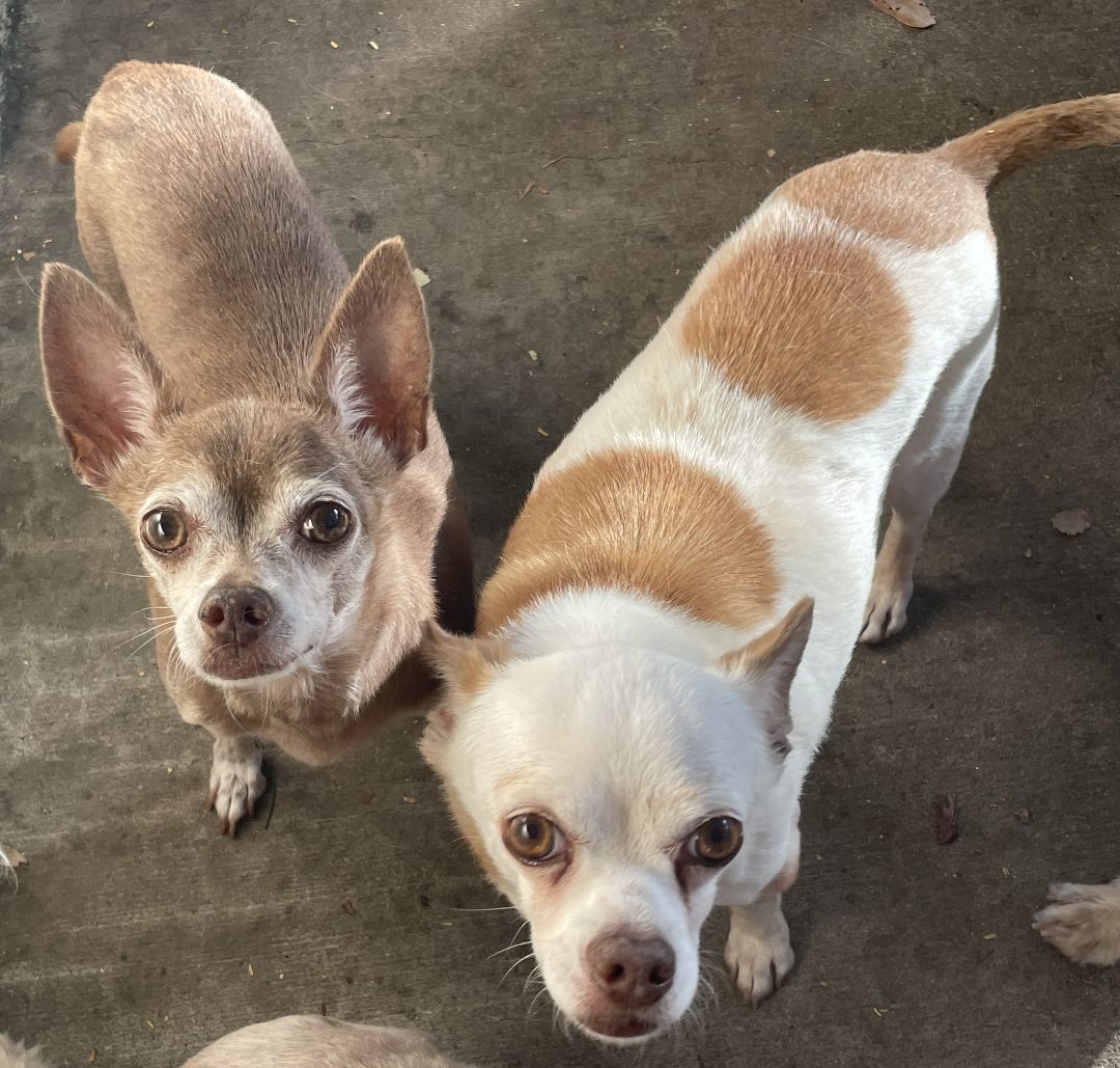 Gizmo and Cabo, a Adopted Chihuahua in Sarasota, FL image 3/5