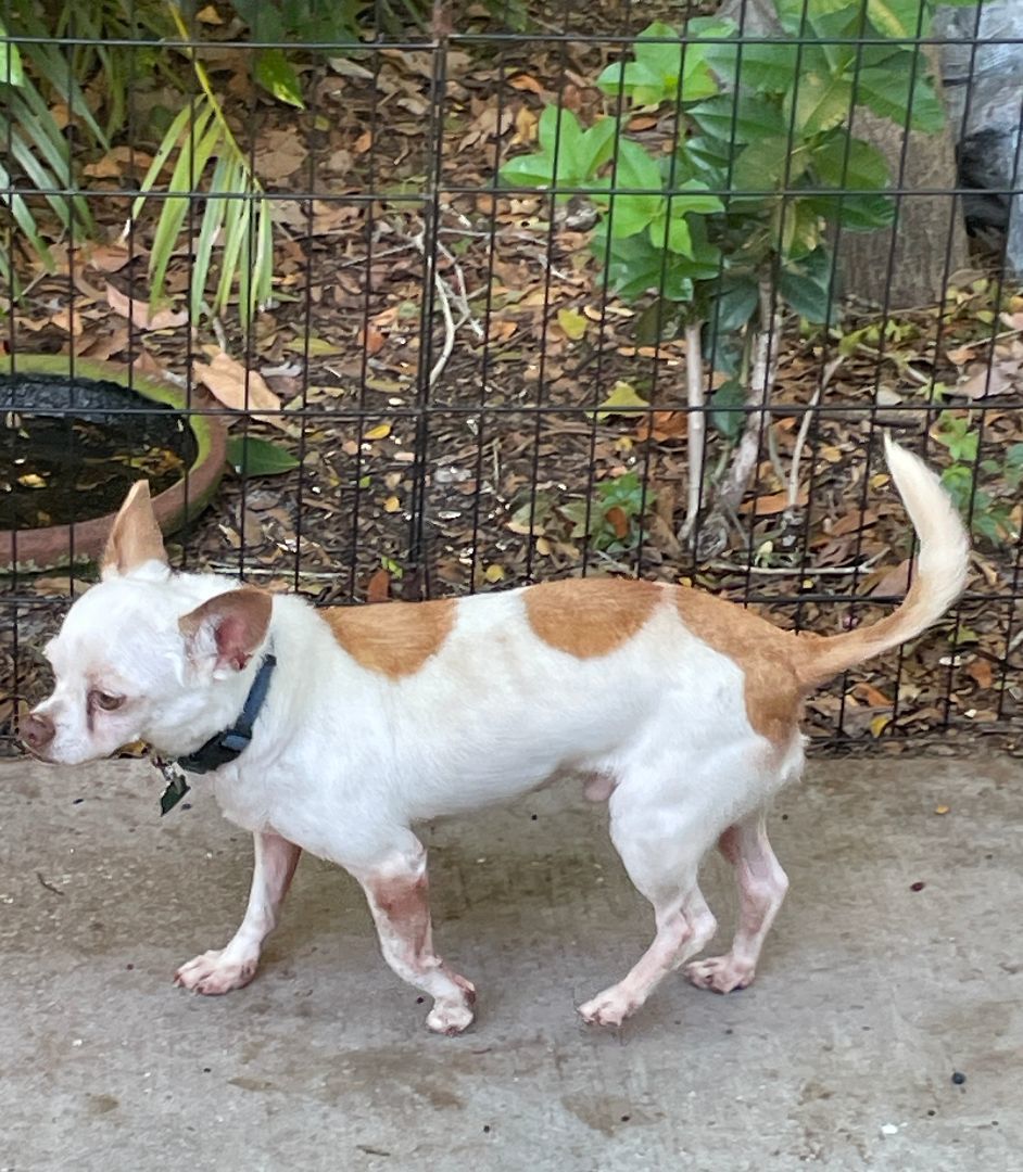 Gizmo and Cabo, a Adopted Chihuahua in Sarasota, FL image 4/5