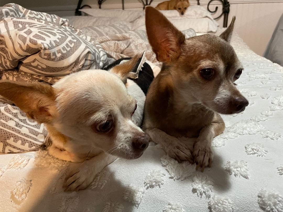 Gizmo and Cabo, a Adopted Chihuahua in Sarasota, FL image 5/5