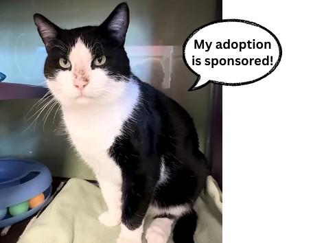 RIN TIN*, Adoptable, Adult Male Domestic Short Hair.