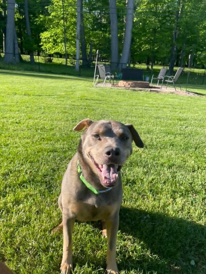 Charly, a Adoptable mixed breed in Wausau, WI image 1/5