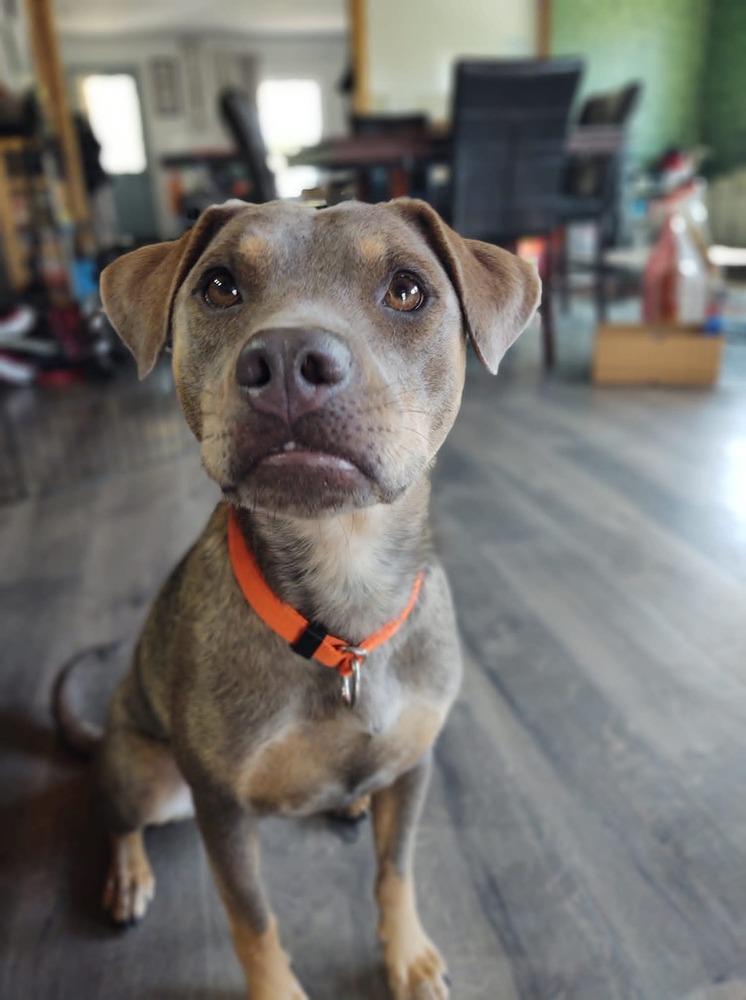 Charly, a Adoptable mixed breed in Wausau, WI image 2/5