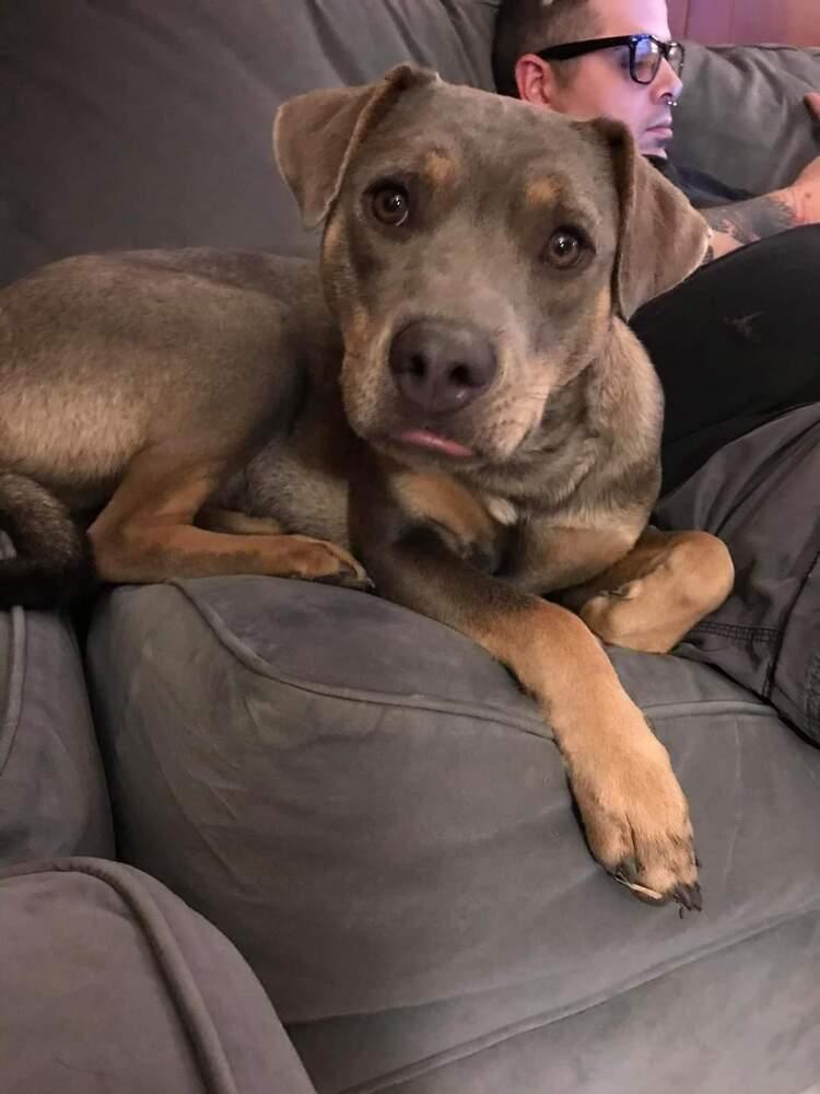 Charly, a Adoptable mixed breed in Wausau, WI image 3/5