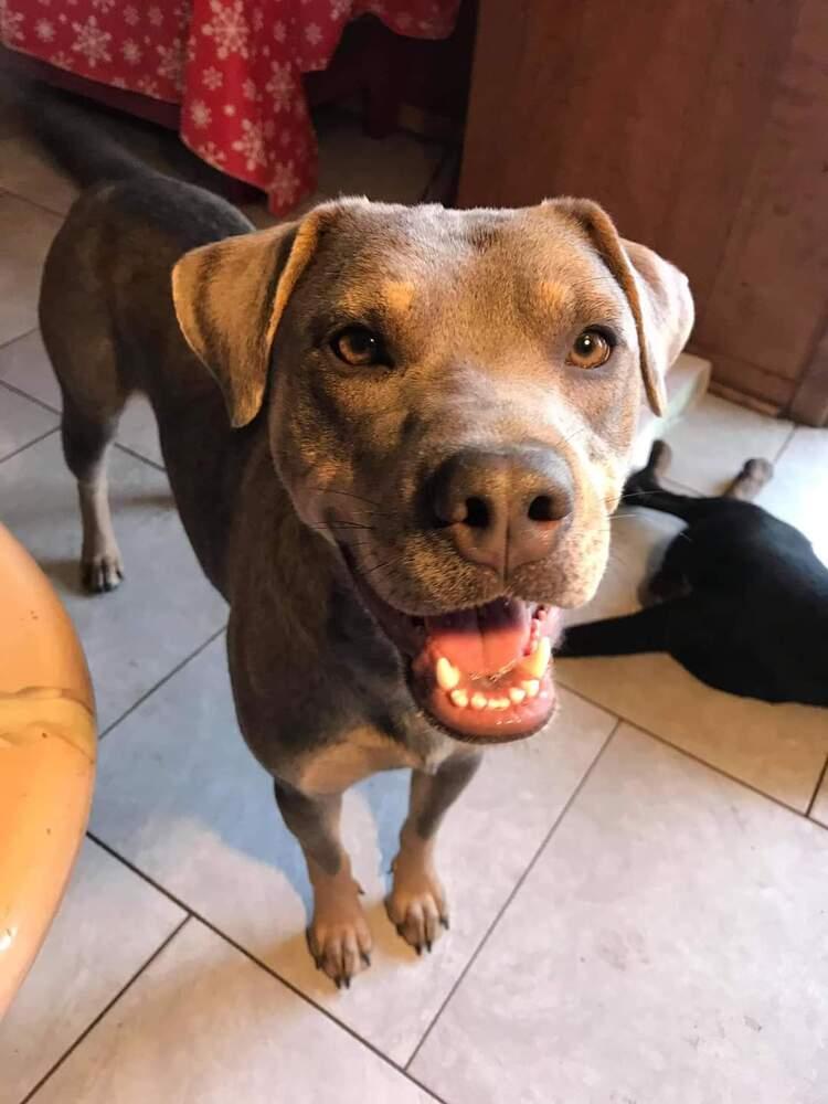 Charly, a Adoptable mixed breed in Wausau, WI image 4/5