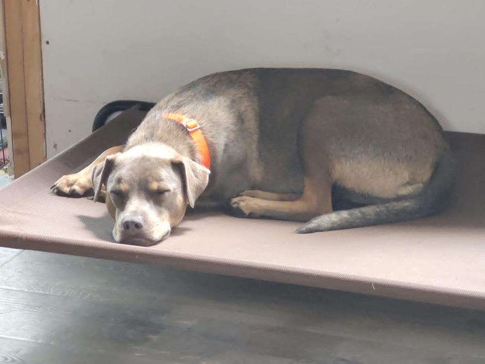 Charly, a Adoptable mixed breed in Wausau, WI image 5/5