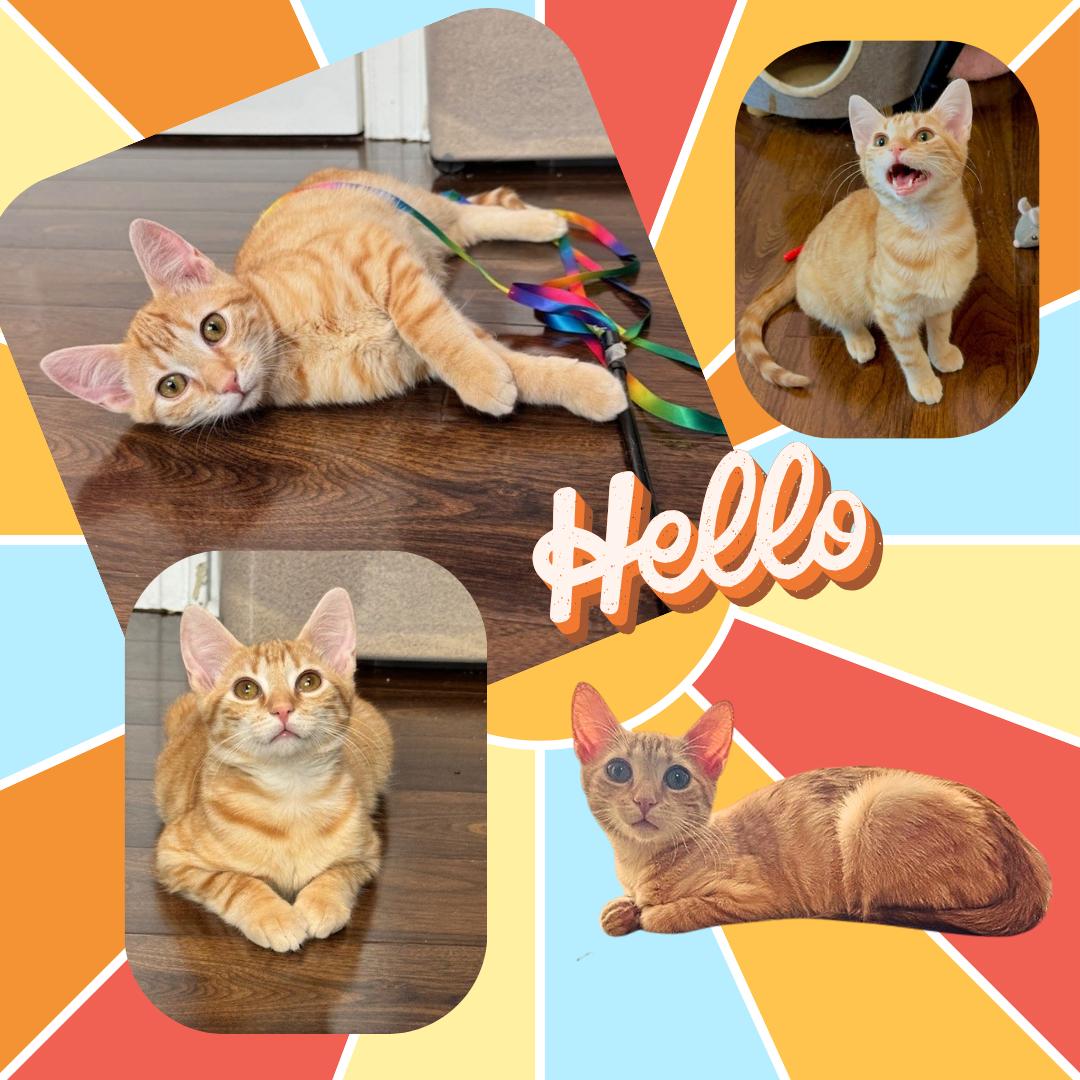 Enlarge Cherokee, a ADOPTABLE Domestic Short Hair in Bronx, NY image 2/2