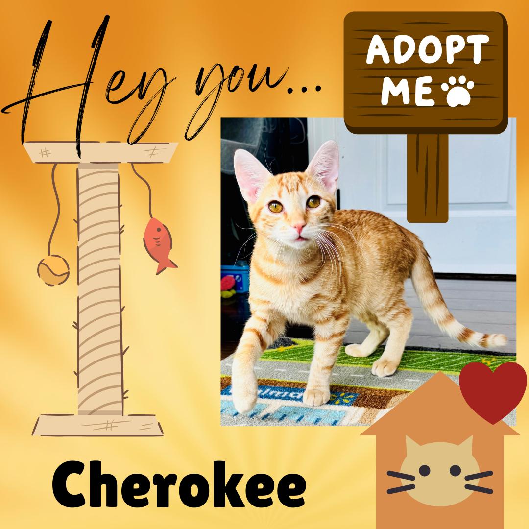 Cherokee, ADOPTABLE, Kitten Male Domestic Short Hair.