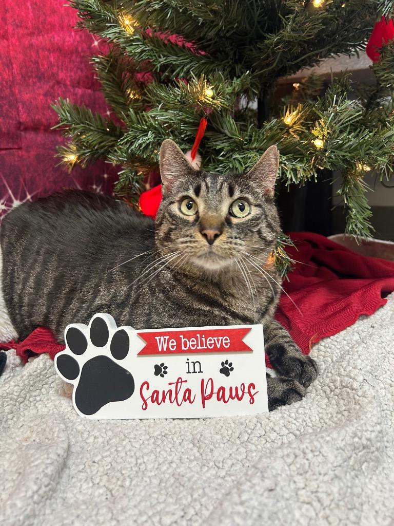 Enlarge Scar and Tiger, a Adoptable Domestic Short Hair in Clinton, IL image 2/5