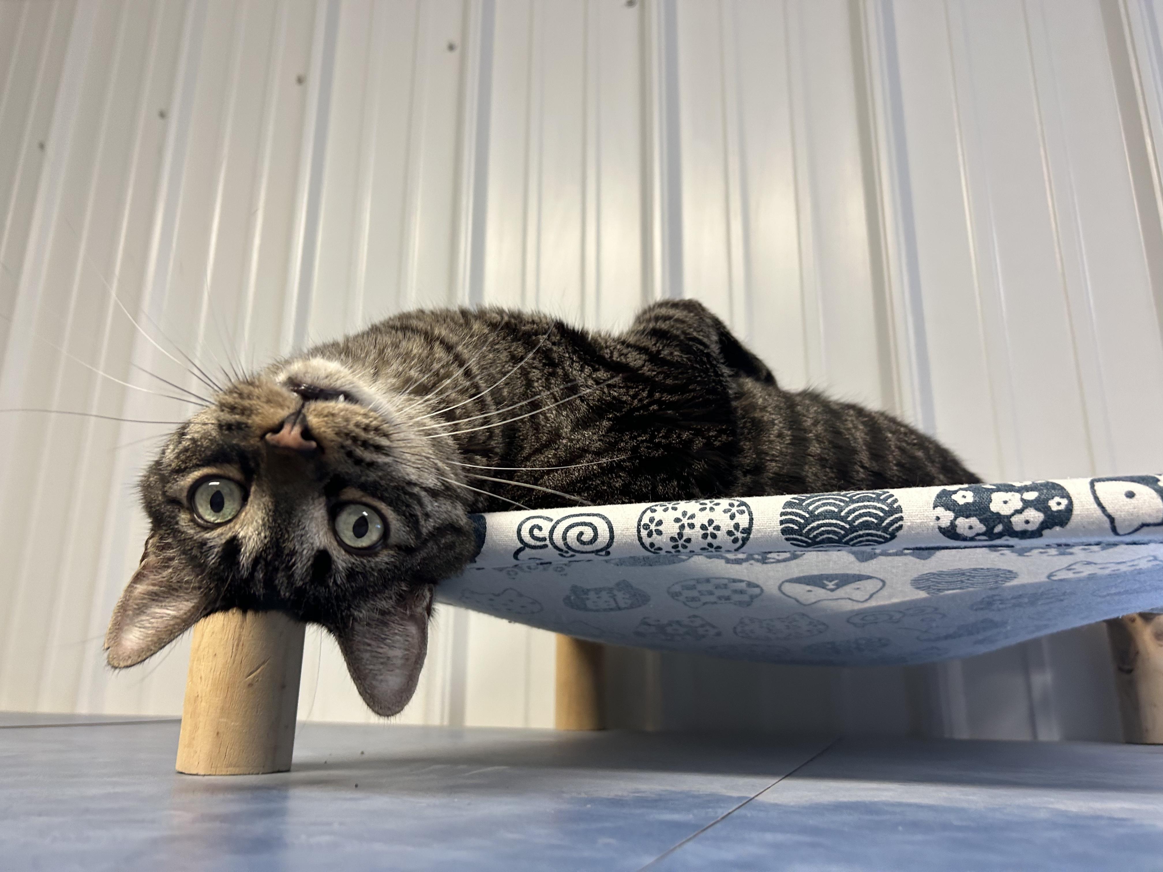 Enlarge Scar and Tiger, a Adoptable Domestic Short Hair in Clinton, IL image 4/5