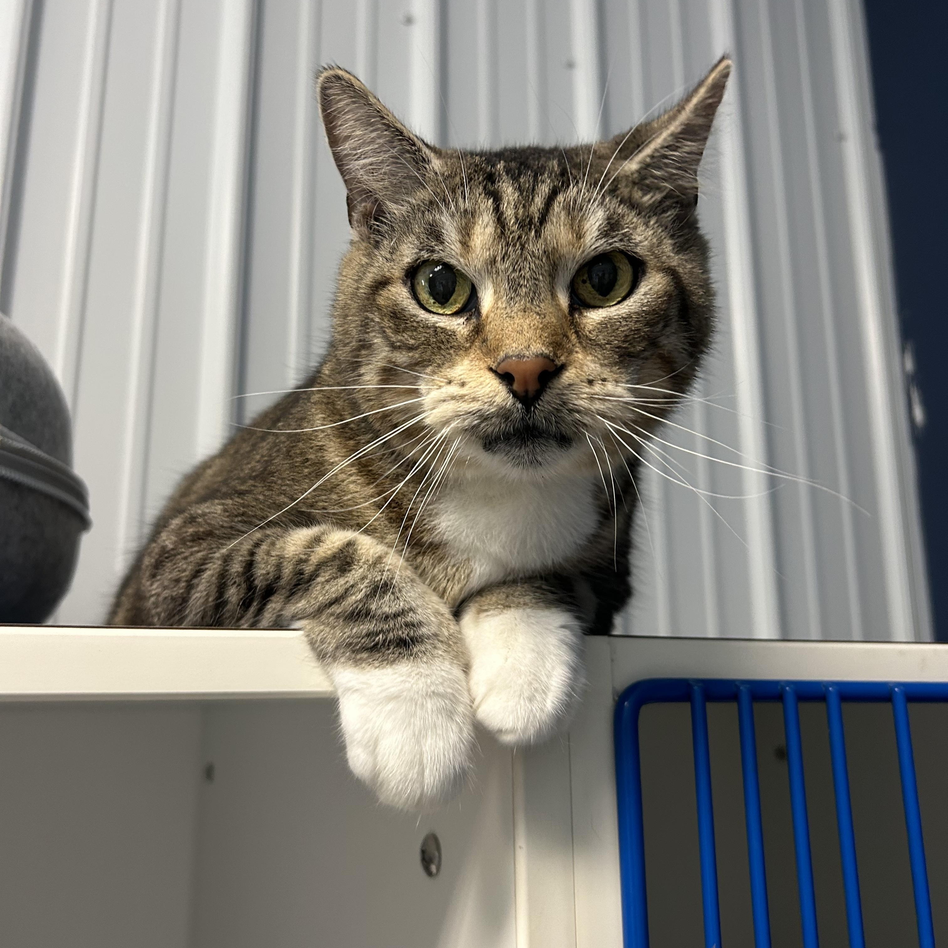 Enlarge Scar and Tiger, a Adoptable Domestic Short Hair in Clinton, IL image 5/5