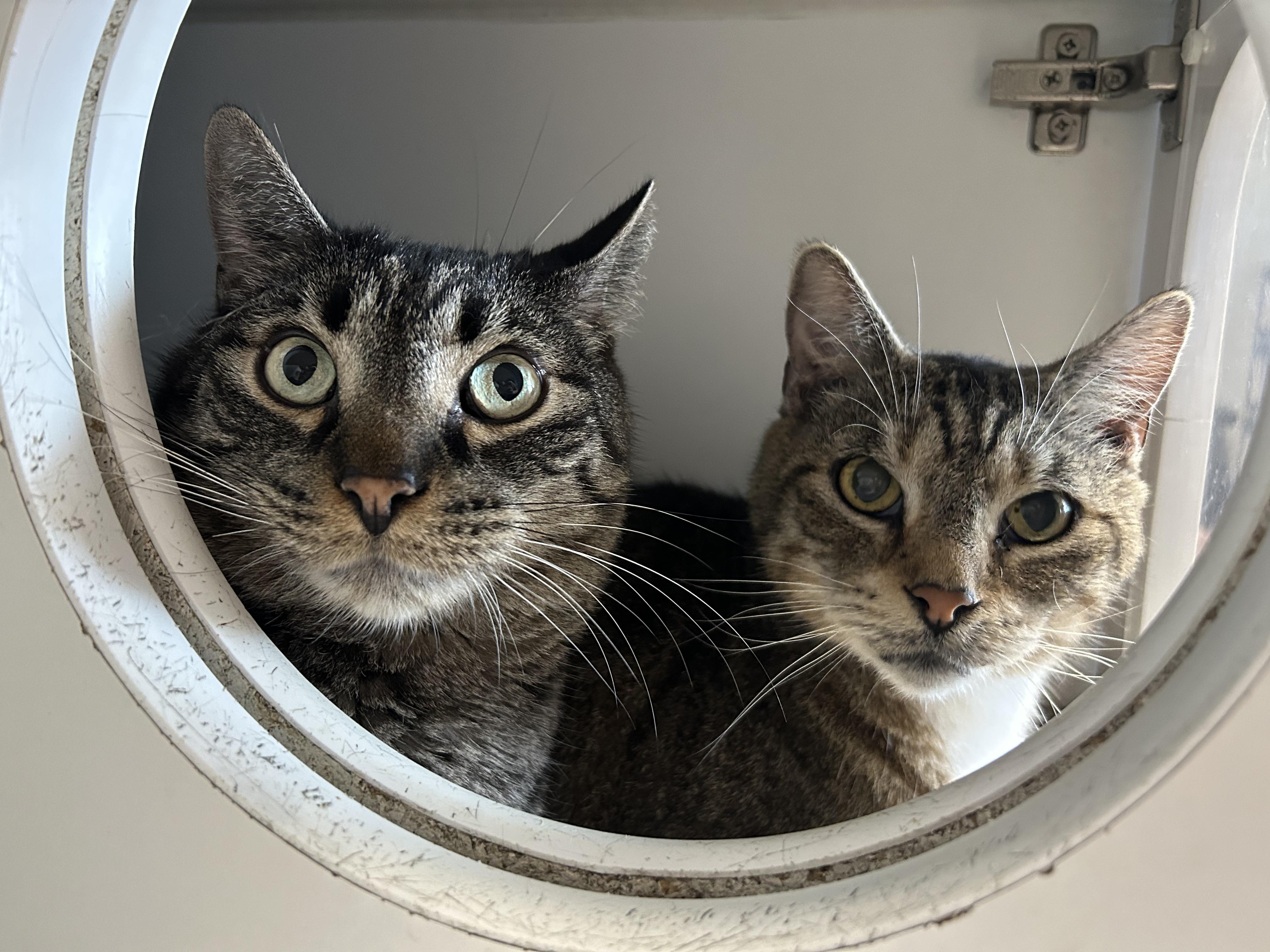 Scar and Tiger, Adoptable, Senior Male Domestic Short Hair.