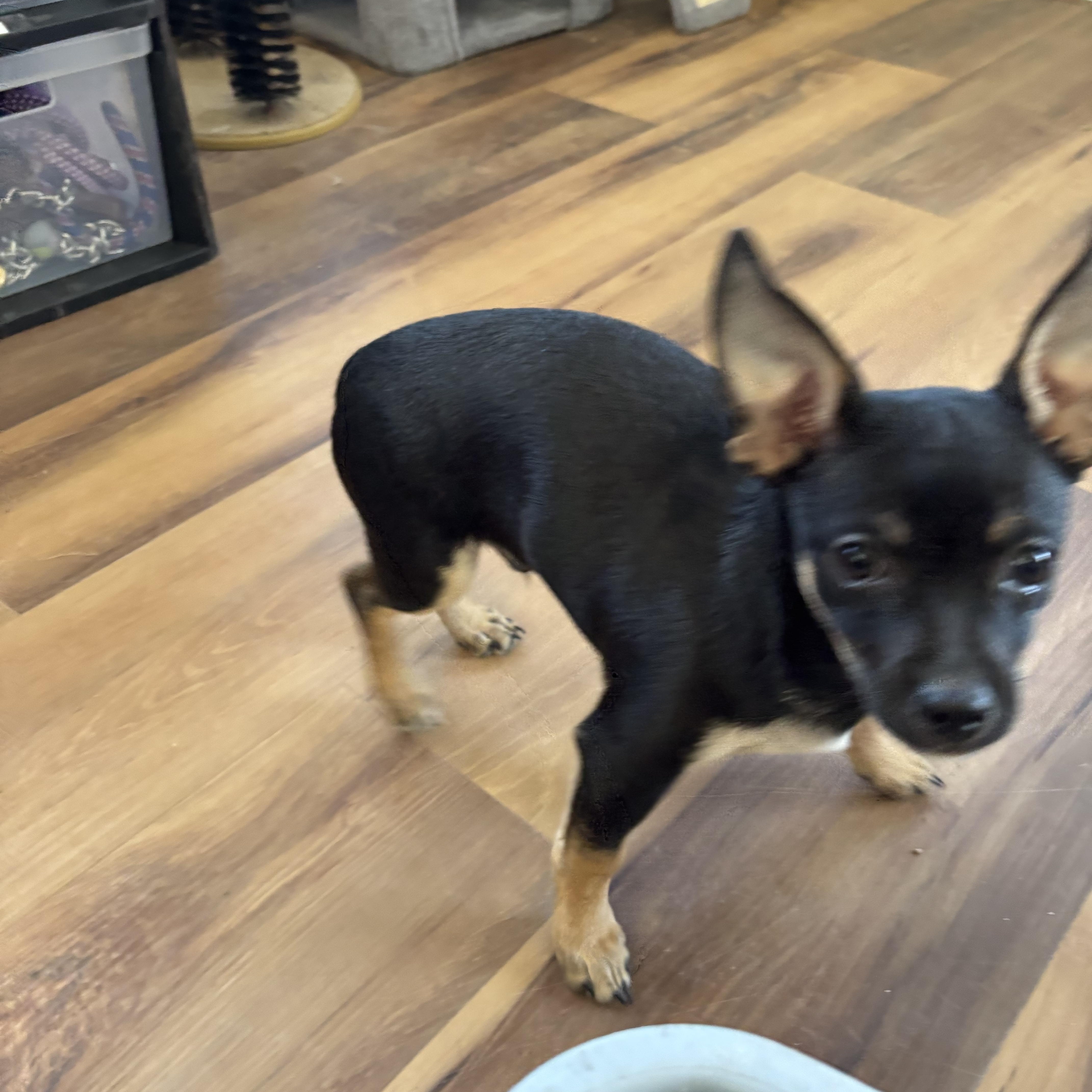 Dash, a ADOPTABLE mixed breed in Deming, NM image 2/2