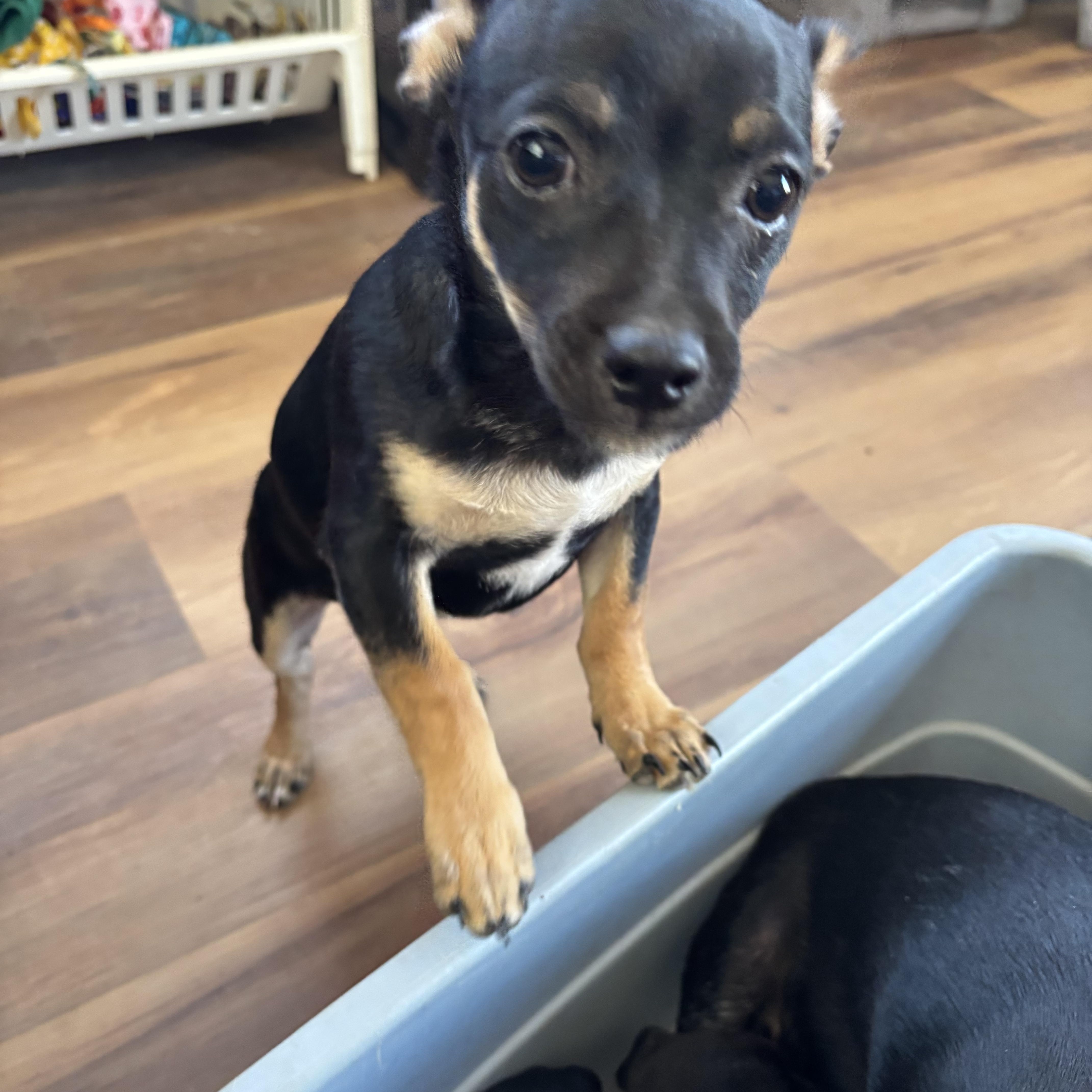 Dash, a ADOPTABLE mixed breed in Deming, NM image 1/2