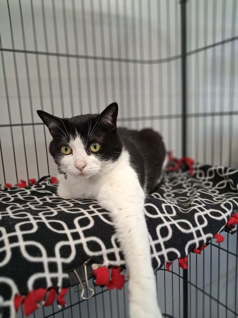 Aberdeen, a Adoptable mixed breed in Van Wert, OH image 1/2
