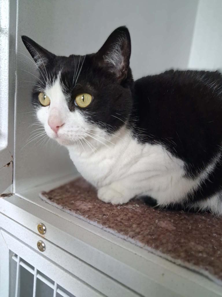 Enlarge Aberdeen, a Adoptable mixed breed in Van Wert, OH image 1/1