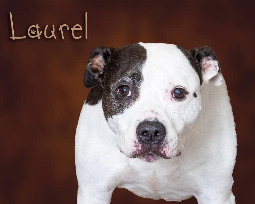 Enlarge Laurel, a Adoptable Pit Bull Terrier in Somerset, PA image 1/1