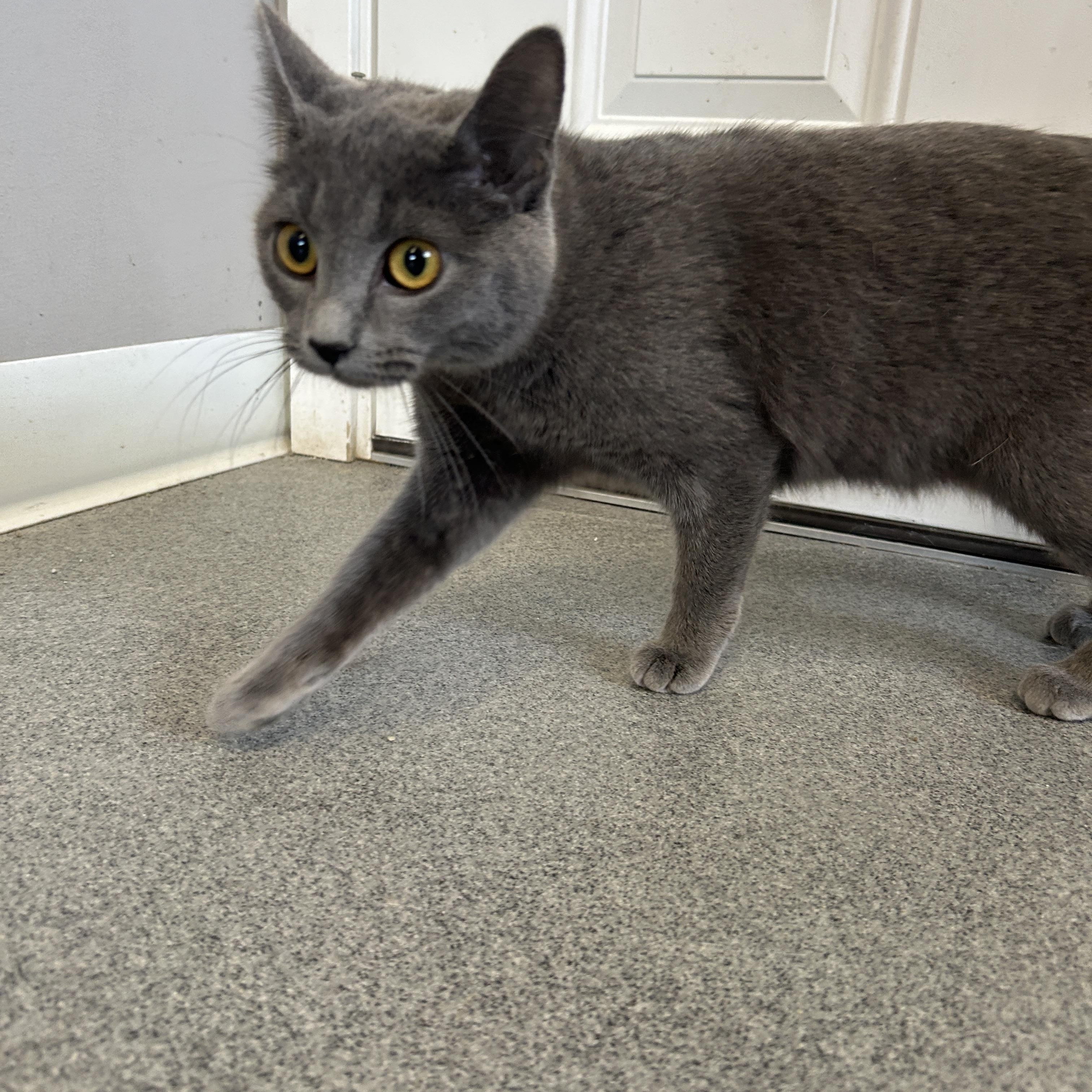 Enlarge Smudge, a ADOPTABLE American Shorthair in Seward, NE image 2/2