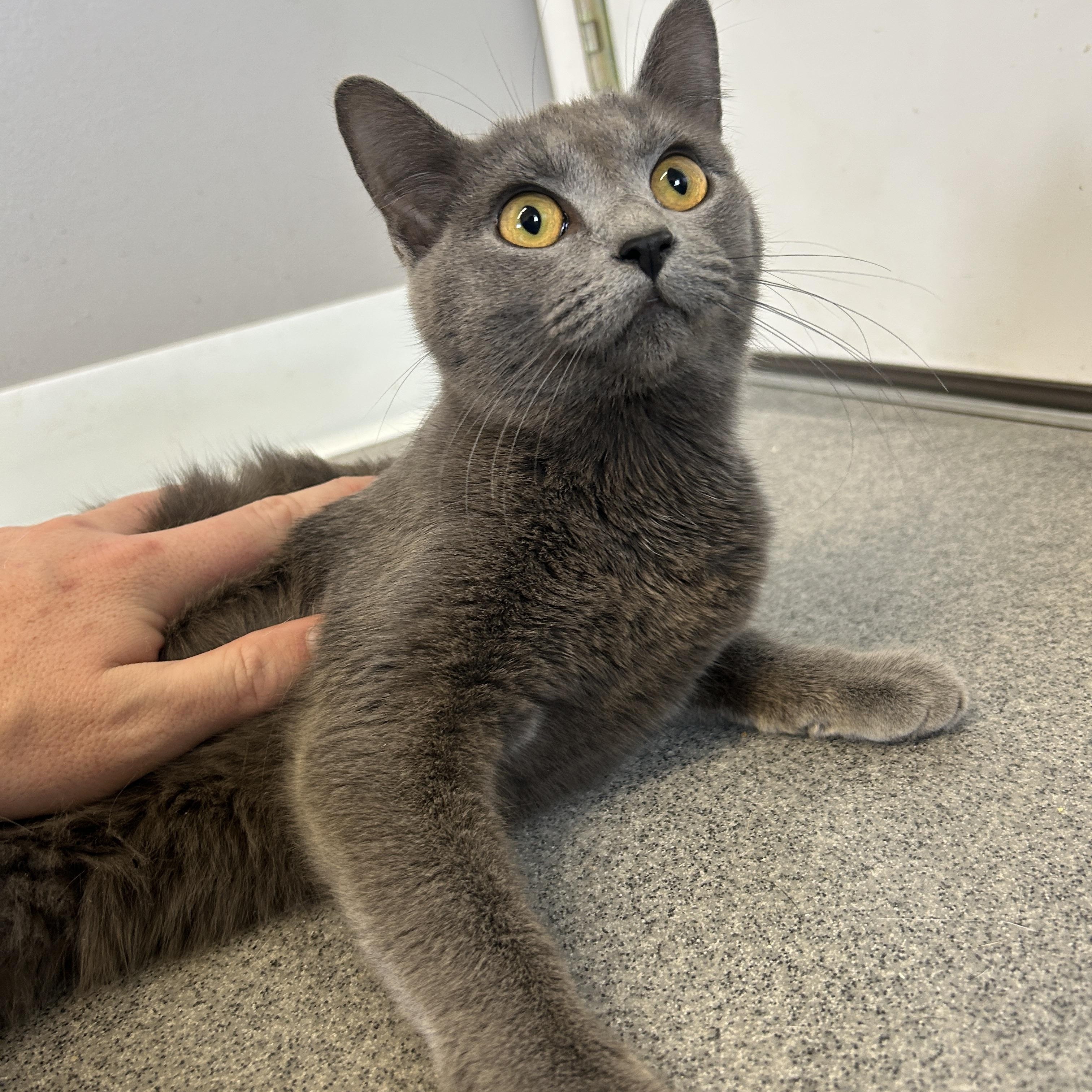 Enlarge Smudge, a ADOPTABLE American Shorthair in Seward, NE image 1/2