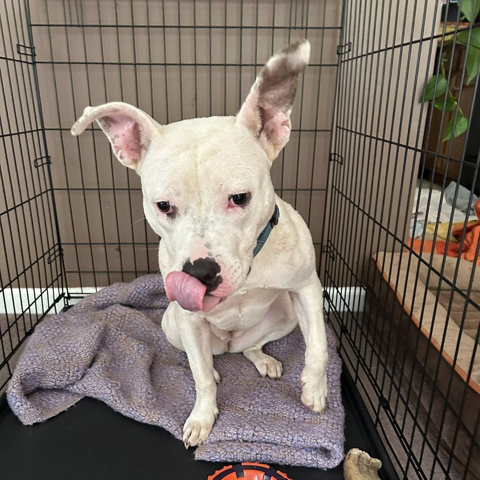 Enlarge Phoebe, a Adoptable mixed breed in Fort Mill, SC image 4/6