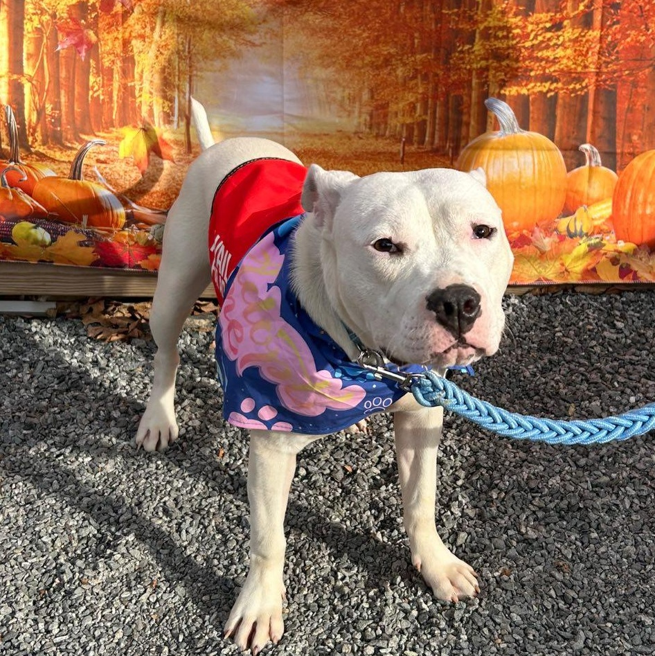 Enlarge Phoebe, a Adoptable mixed breed in Fort Mill, SC image 6/6