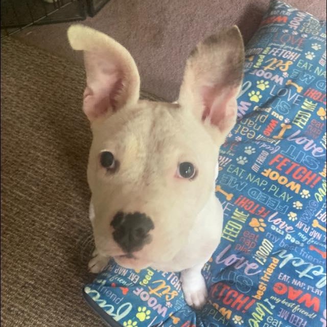 Enlarge Phoebe, a Adoptable mixed breed in Fort Mill, SC image 3/6